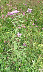 Centaurea phrygia salicifolia