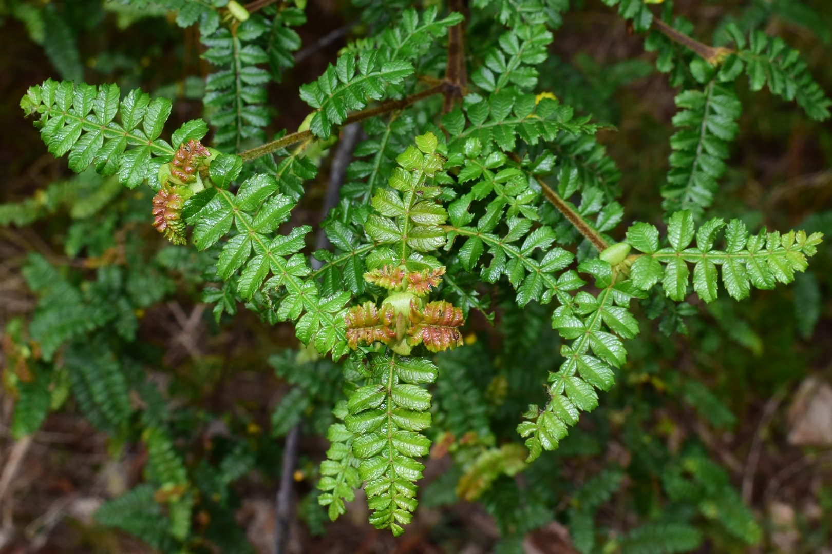Weinmannia pinnata