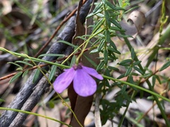 Tetratheca ericifolia