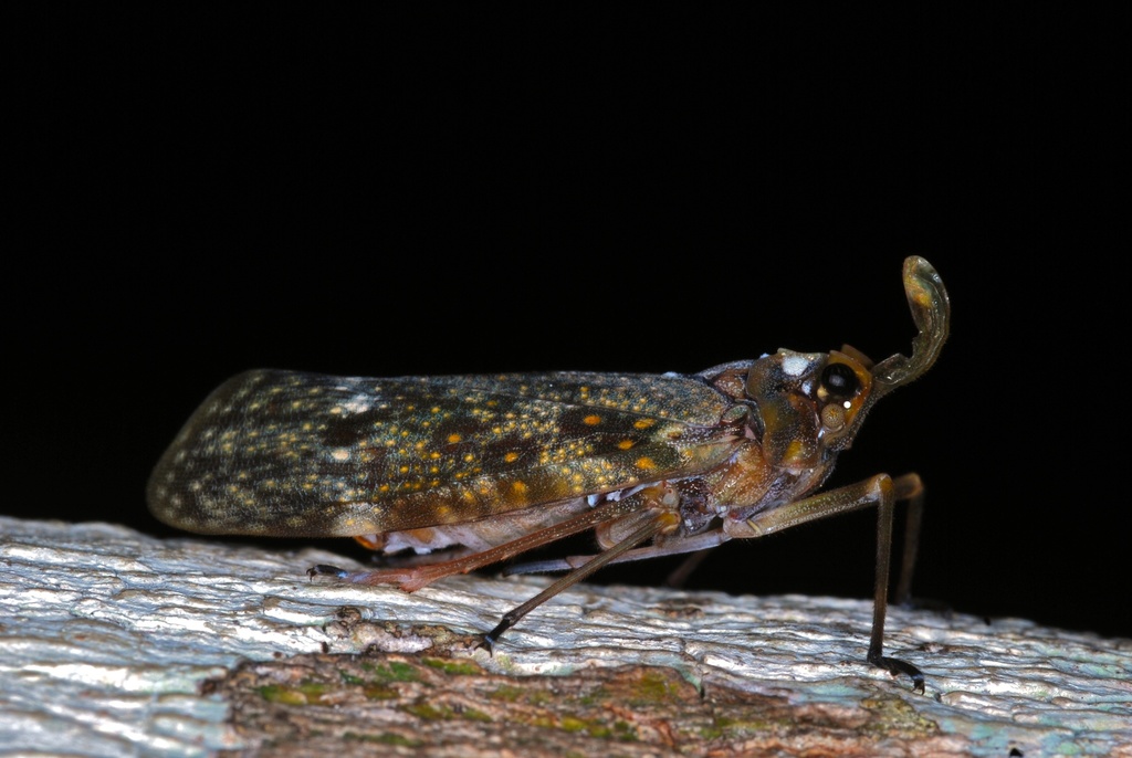 Enchophora sanguiflua