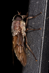 Tabanus catenatus