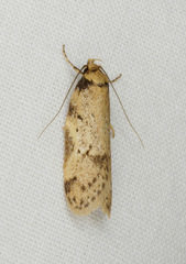 Haplodyta polybotrya