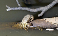 Austrothelphusa transversa