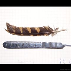 Antrostomus arizonae