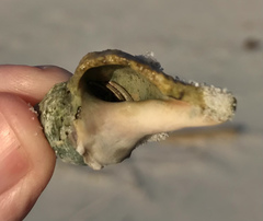 Stramonita canaliculata