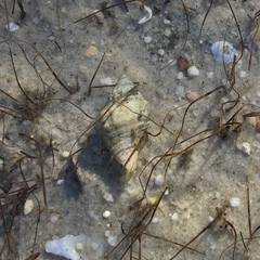 Stramonita canaliculata