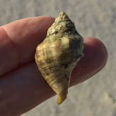 Stramonita canaliculata
