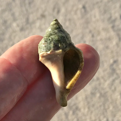 Stramonita canaliculata