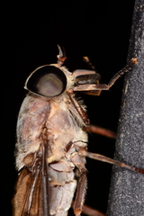 Tabanus catenatus