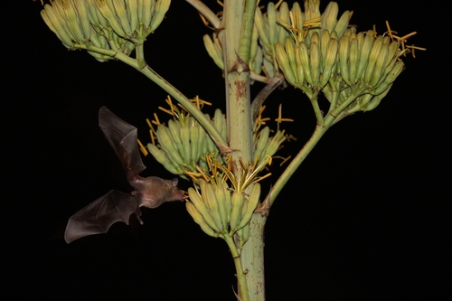 photo of Pallas's Long-tongued Bat (Glossophaga soricina)