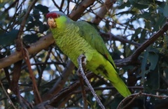 Amazona finschi × viridigenalis