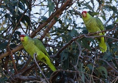 Amazona finschi × viridigenalis