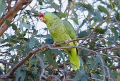 Amazona finschi × viridigenalis