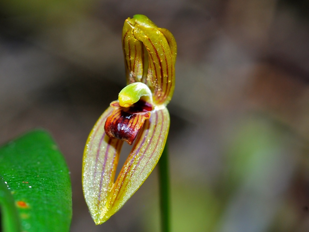 Maxillaria lineolata