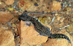 Oedura cincta