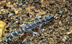 Oedura cincta