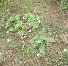 Dianthus fragrans