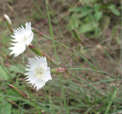 Dianthus fragrans