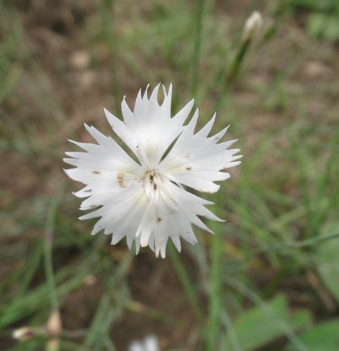 Dianthus fragrans