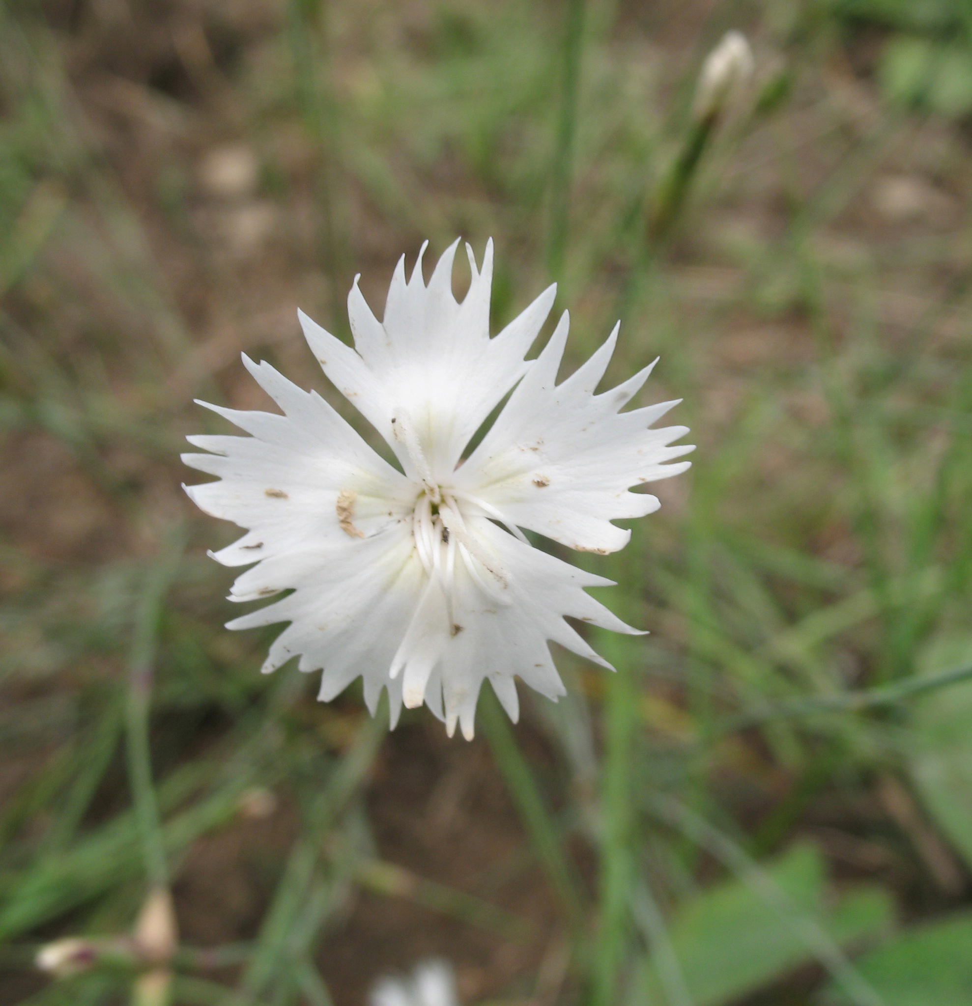 Dianthus fragrans