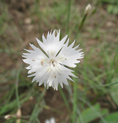 Dianthus fragrans