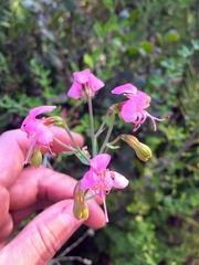 Alstroemeria revoluta