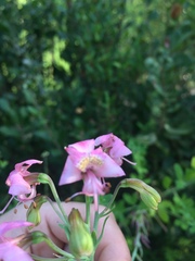 Alstroemeria revoluta