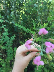 Alstroemeria revoluta