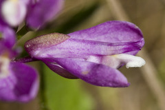 Rhinotropis californica