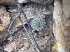 Strombocactus disciformis disciformis