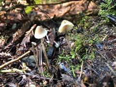 Mycena amicta