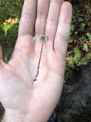 Mycena amicta
