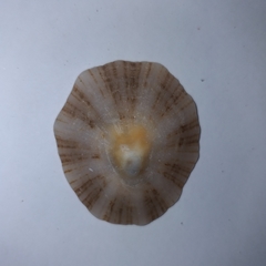Patella caerulea