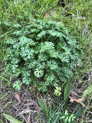 Geranium carolinianum