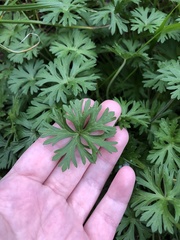 Geranium carolinianum