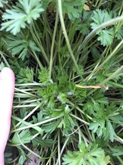 Geranium carolinianum