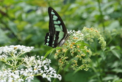 Graphium cloanthus