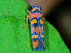 Erythrogonia jucunda