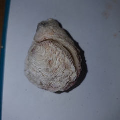 Pseudochama gryphina