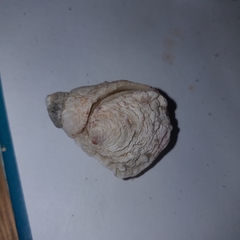 Pseudochama gryphina