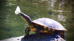 Trachemys venusta cataspila