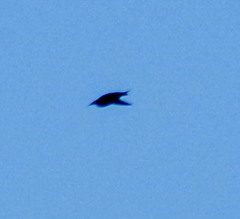 Pygochelidon cyanoleuca