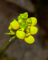 Calceolaria collina