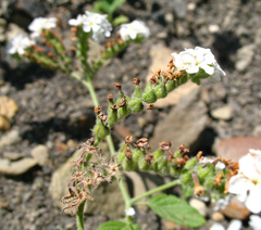 Heliotropium styligerum