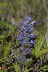 Ajuga multiflora