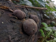 Daldinia concentrica
