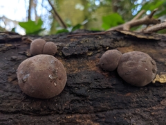 Daldinia concentrica