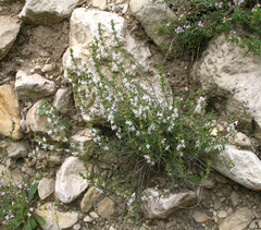 Satureja intermedia