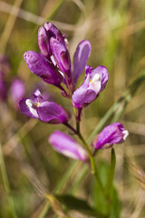 Rhinotropis californica