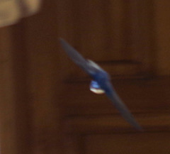 Pygochelidon cyanoleuca
